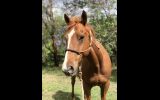 Lovely Ottb Gelding on HorseYard.com.au (thumbnail)