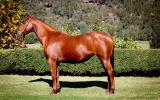 Buckskin Pony Mare  on HorseYard.com.au (thumbnail)