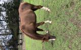 Purebred Crabbet Mare on HorseYard.com.au (thumbnail)