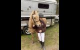 DIXIE- Cute &Quiet 12.2hh 7yo Welsh Mountain Pony  on HorseYard.com.au (thumbnail)