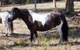 Outstanding Miniature Pony/APSB colt - Yearling on HorseYard.com.au (thumbnail)