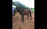 14 y/o STB mare on HorseYard.com.au (thumbnail)