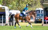 Show jumping Thoroughbred on HorseYard.com.au (thumbnail)