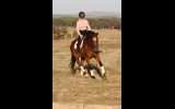 Kind OTTB Gelding  on HorseYard.com.au (thumbnail)