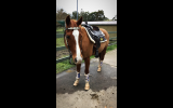 Beautiful gelding on HorseYard.com.au (thumbnail)