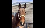 Stunning gelding by SECRET on HorseYard.com.au (thumbnail)