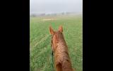 Chestnut TB mare on HorseYard.com.au (thumbnail)