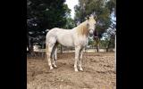 PROJECT Mare: 14.1hh Arab x  on HorseYard.com.au (thumbnail)