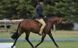 Rhyl Mimosa - Riding Pony broodmare on HorseYard.com.au (thumbnail)