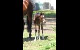 Fiji R Filly on HorseYard.com.au (thumbnail)