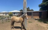 Welsh gelding  on HorseYard.com.au (thumbnail)