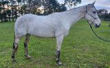 QH x Mare  on HorseYard.com.au (thumbnail)