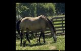 Quarter horse  on HorseYard.com.au (thumbnail)