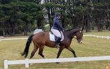 Clydie x qh on HorseYard.com.au (thumbnail)