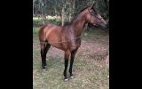 Unraced TB Mare- Ride or Breed on HorseYard.com.au (thumbnail)