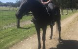 Gorgeous TB Gelding  on HorseYard.com.au (thumbnail)