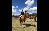 Flashy chestnut gelding  on HorseYard.com.au (thumbnail)