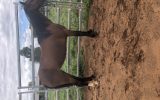 2 pony mares on HorseYard.com.au (thumbnail)