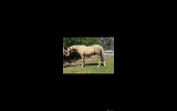 Pony Palomino Gelding  on HorseYard.com.au (thumbnail)