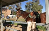 Great Allrounder  on HorseYard.com.au (thumbnail)