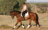 Kind OTTB Gelding  on HorseYard.com.au (thumbnail)