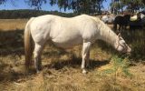 Buckskin roan QH colt on HorseYard.com.au (thumbnail)