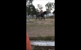Thoroughbred gelding 18hh on HorseYard.com.au (thumbnail)