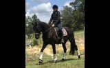 Bold and Beautiful  on HorseYard.com.au (thumbnail)