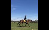 Big flash thoroughbred mare on HorseYard.com.au (thumbnail)