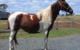 Tobiano Part Arabian Mare on HorseYard.com.au (thumbnail)