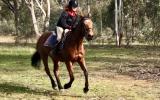 Quiet Warmblood Mare - Breed or Ride on HorseYard.com.au (thumbnail)