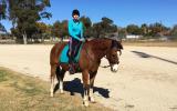 “Chancen Around”reg Paint schoolmasters Gelding, suit anyone  on HorseYard.com.au (thumbnail)