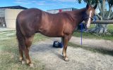 12yo Quiet Quarter Horse Gelding on HorseYard.com.au (thumbnail)