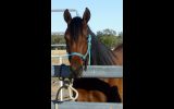 Registered 50% Anglo Arabian Filly on HorseYard.com.au (thumbnail)