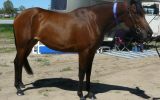 Registered 50% Anglo Arabian Filly on HorseYard.com.au (thumbnail)