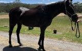 Gorgeous TB Gelding  on HorseYard.com.au (thumbnail)