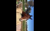 Great Allrounder  on HorseYard.com.au (thumbnail)
