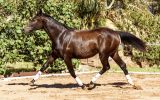 Warmblood filly on HorseYard.com.au (thumbnail)