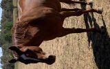 Qh mare  on HorseYard.com.au (thumbnail)