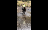 Super easy to ride TB on HorseYard.com.au (thumbnail)