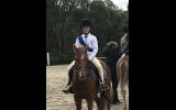 Performance Pony 12.1hh 5yo on HorseYard.com.au (thumbnail)