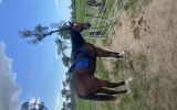 6yo bay gelding on HorseYard.com.au (thumbnail)