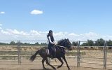 Quiet standardbred gelding on HorseYard.com.au (thumbnail)