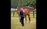 12yr Old OTT Gelding with Dressage Training  on HorseYard.com.au (thumbnail)
