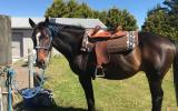 Quiet gelding  on HorseYard.com.au (thumbnail)