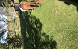 ARP Chestnut Gelding on HorseYard.com.au (thumbnail)