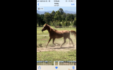 Arab Mare on HorseYard.com.au (thumbnail)