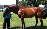 Very Quiet Tb Gelding  on HorseYard.com.au (thumbnail)