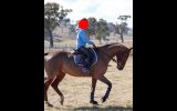 Horse for sale or swap on HorseYard.com.au (thumbnail)