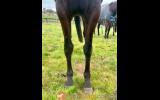 Black thoroughbred mare on HorseYard.com.au (thumbnail)